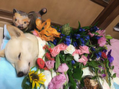 20140827h.jpg