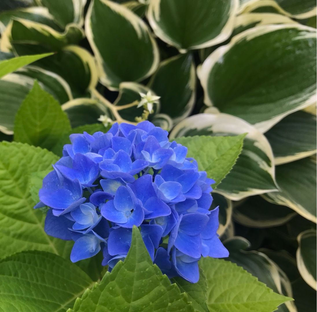 青い紫陽花と白いアナベル 家と庭と 楽天ブログ
