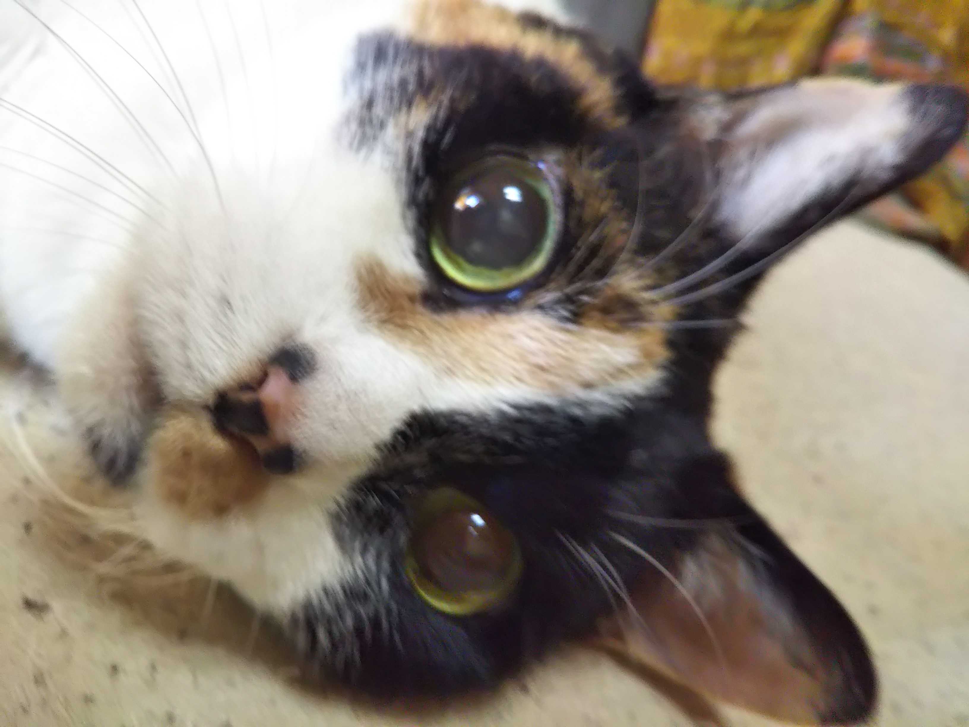 ねこ Nyaziland 楽天ブログ