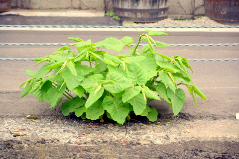 未知の野草