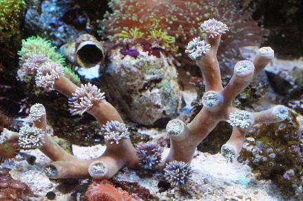 2014_0710ﾍﾞﾝﾄﾗ､ｳｲｽｶｰｽﾞ0009.JPG