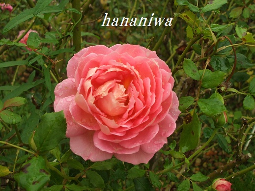 2012_1028トレッサ用寄せ植えとクレマチスの講座とカ0029.JPG