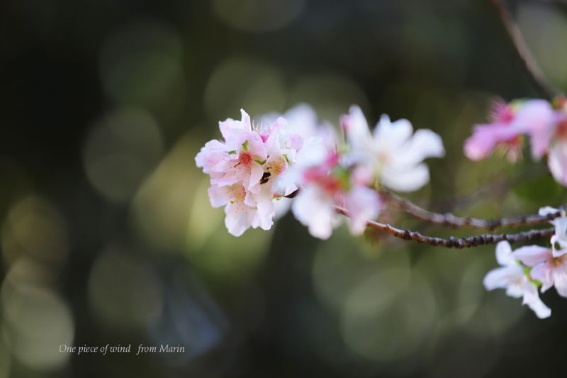 冬桜 ひとひらの風 楽天ブログ