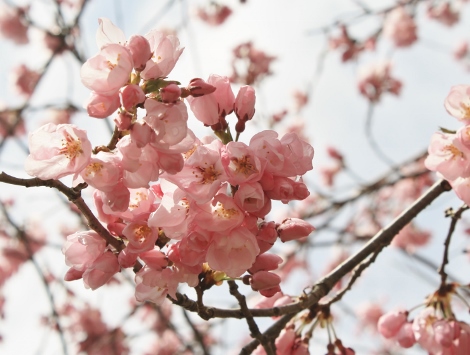 エドヒガン桜