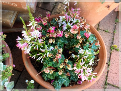 寄せ植え・入り口付近