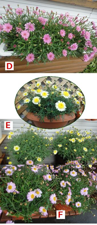 マーガレット　２