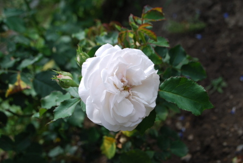 DSC_0038.JPG