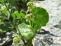 誕生花のないウォーターマッシュルームの花言葉 希望 丸い葉がキュートな水陸両生植物 弥生おばさんのガーデニングノート 花と緑の365日 楽天ブログ