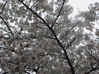 IMG_0273_R.jpg