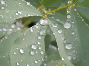 雨雫　7.28　2014
