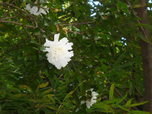 P1140957(1).JPG