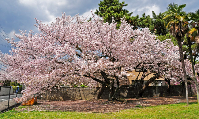 桜７