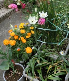 オーニソガラム アラビカムの開花 のんびりガーデニング 楽天ブログ