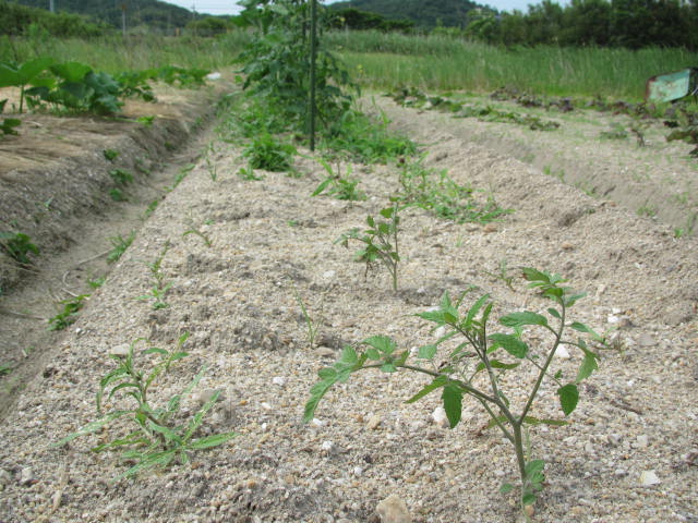 トマトの挿し芽（2016）