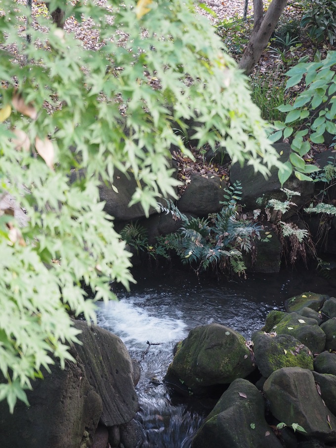 砧公園.jpg