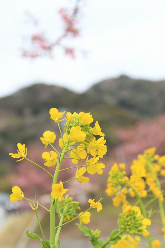 河津川桜１－７.jpg