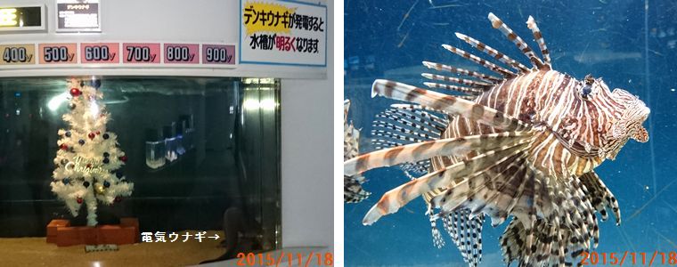 11/18水族館.jpg