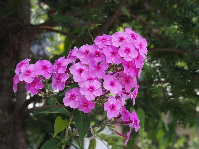 P7200051.jpg