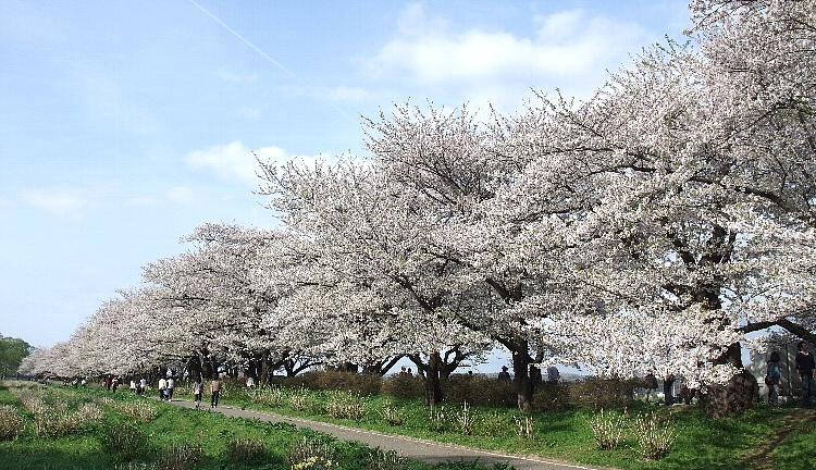 2012東北の桜巡り（北上展勝地１）.jpg