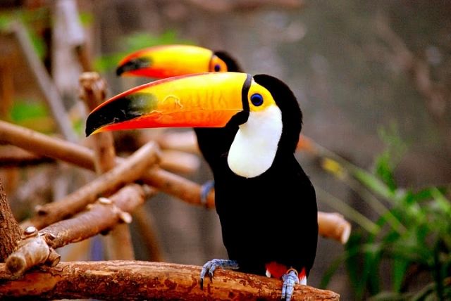 サイチョウとオオハシはクチバシが大きくてそっくりだけど 私設見逃してもいい動物園 楽天ブログ