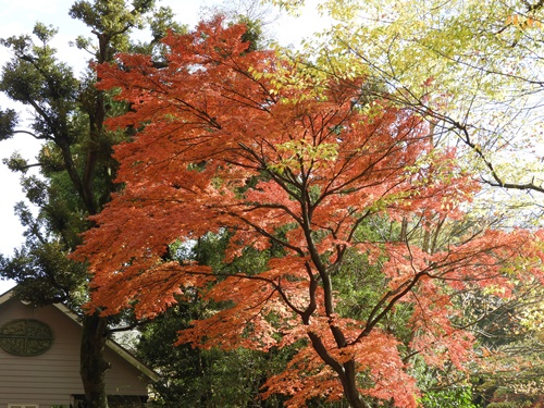 井の頭自然文化園