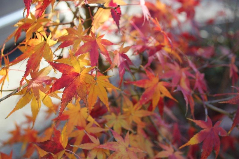 img_2690もみじ黄色アップ.jpg