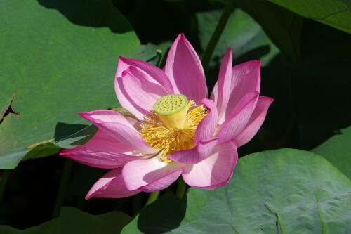 上野不忍池の蓮の花