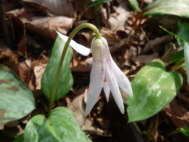 白のカタクリの花と、カタクリの群生地へ (写真あり) | 私の好きな花♪ - 楽天ブログ