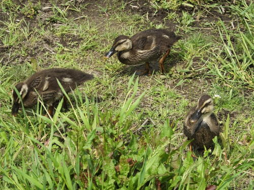 小池公園にて