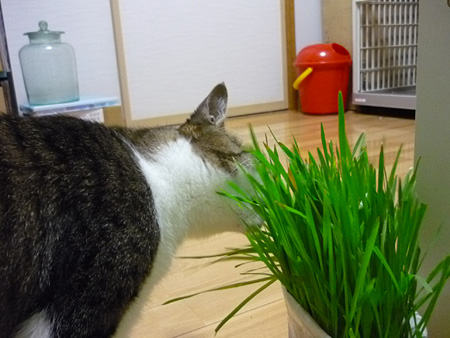 はむっ