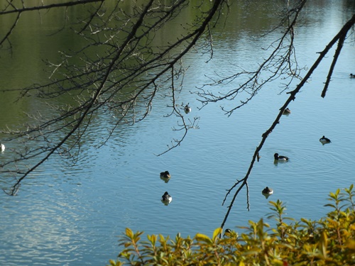 三ツ池公園にて