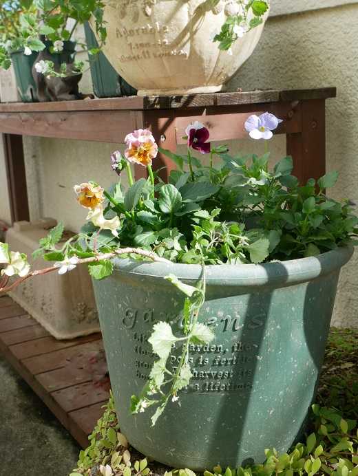 寄せ植え色々 自立できないサボちゃん ファッション性の高い薔薇 マダム フィガロ ピーチヒルの薔薇日記 楽天ブログ