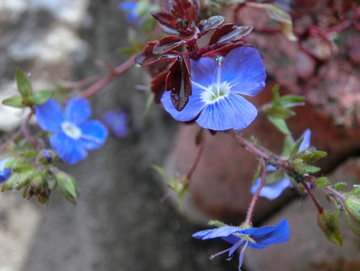 ベロニカオックスフォードブルー