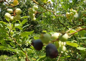 P6240009.JPG