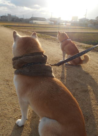0101トラちゃん2.jpg