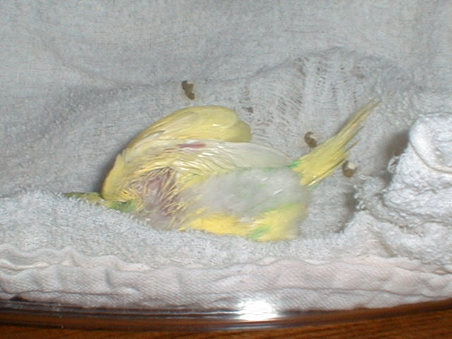 PIC00039.JPG