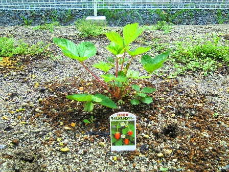 7月14日のワイルドストロベリー