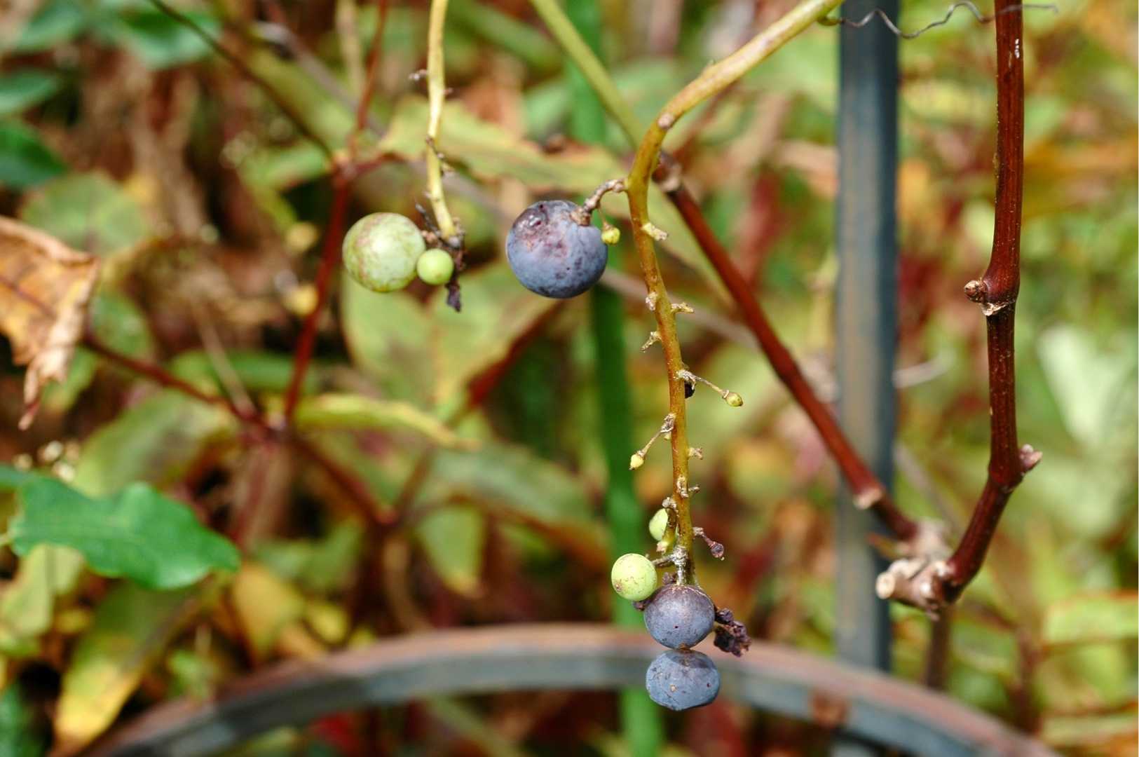 ミレットパープルマジェスティの穂と残念な巨峰 Papuchi Home 楽天ブログ