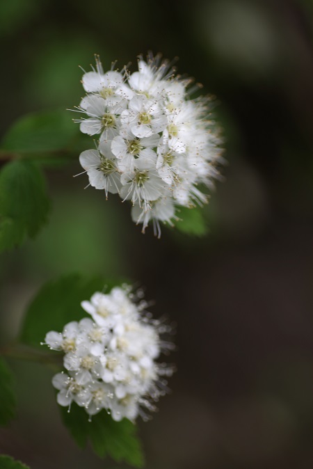 IMG_3616.JPG