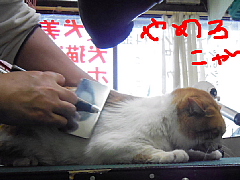 conv0707.JPG