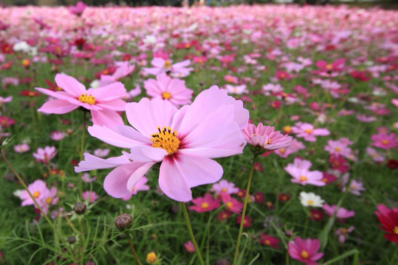 武庫川コスモス園_005.jpg