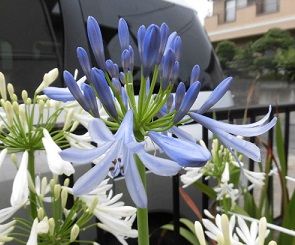 青のアガパンサスの開花 ホメリアの球根の掘り上げ のんびりガーデニング 楽天ブログ