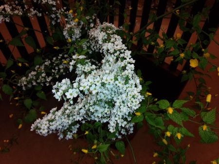 IMG_20150401_165224-p.jpg
