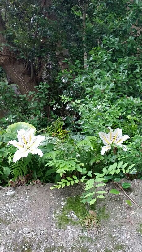 rblog-20160630002406-03.jpg