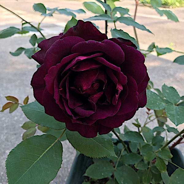 バラ 真夜 2017年5月 その2 開花 | ちびたんの日記 - 楽天ブログ