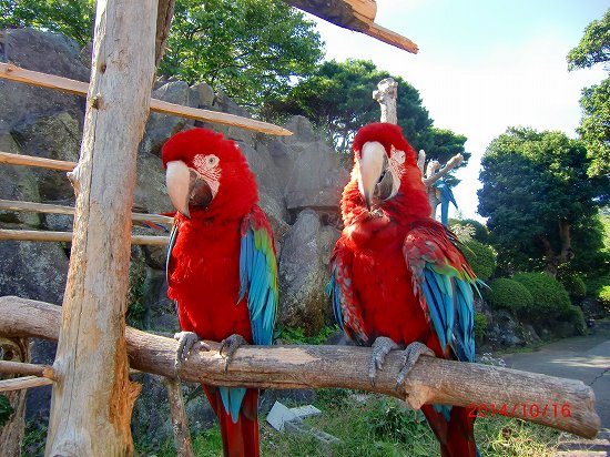 秋のシャボテン公園 025.jpg