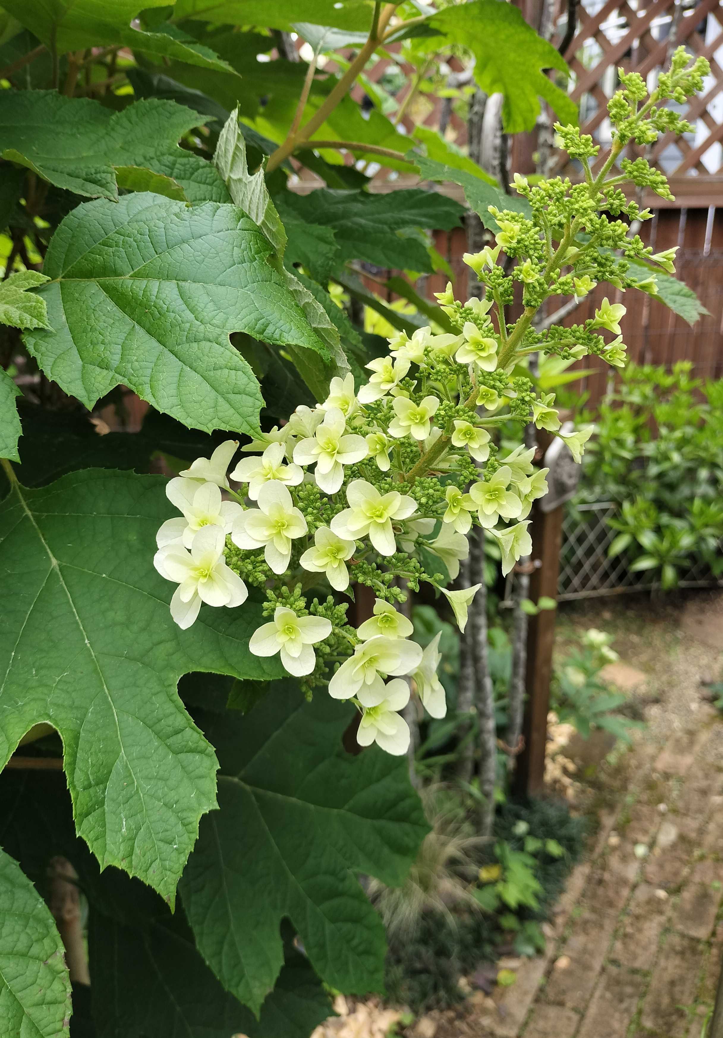 今の時期に咲く白い花 | たねをまく日々 - 楽天ブログ