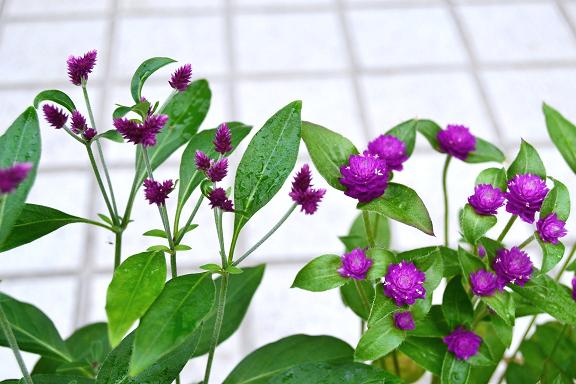 DSC_0062.JPG