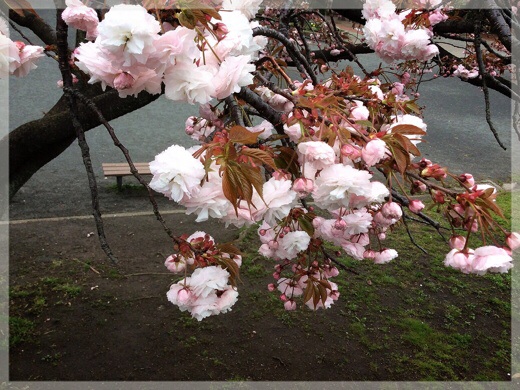 泉谷公園の八重桜