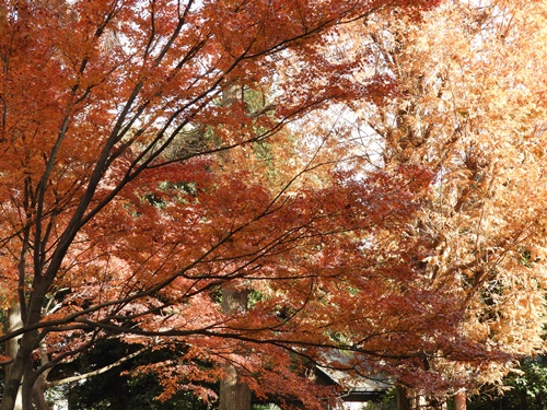 井の頭恩賜公園